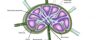 Anatomical structure of the lymph node