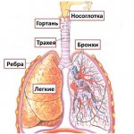 Respiratory section of the vocal apparatus