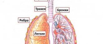 Respiratory section of the vocal apparatus