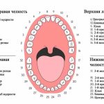 groups of teeth