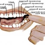 Количество зубов у животных. Зубы животных (часть 3) 06