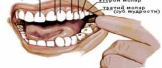 Number of teeth in animals. Animal teeth (part 3) 06 