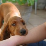 The puppy bites his hands and snaps his teeth like a crocodile