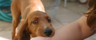 The puppy bites his hands and snaps his teeth like a crocodile