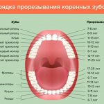 схема прорезывания коренных зубов