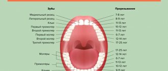 molar eruption diagram