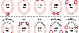 Схема прорезывания зубов у грудничков