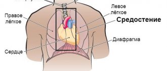 Mediastinum