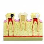 The structure of baby teeth