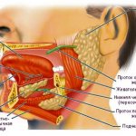 The structure of the sublingual region