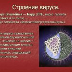 Строение вируса Эпштейна-Барр