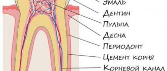 Tooth structure