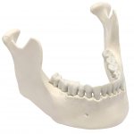 Age-related aspects of the development of bone tissue of the maxillofacial region and alveolar process: implications for practical dentistry