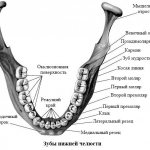 Teeth of the lower jaw